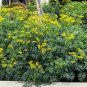 Rue Ruta graveolens 100 Seeds