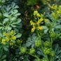 Rue Ruta graveolens 100 Seeds