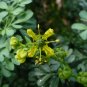Rue Ruta graveolens 100 Seeds