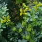 Rue Ruta graveolens 100 Seeds
