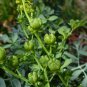 Rue Ruta graveolens 100 Seeds