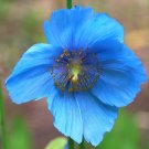 Tibetan Blue Poppy Meconopsis betonicifolia 10 Seeds