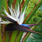 White Bird of Paradise Strelitzia nicolai 20 Seeds White Bird of Paradise Strelitzia nicolai 20 Seeds