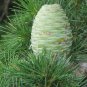 Deodar Cedar Cedrus deodara 10 Seeds