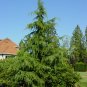 Deodar Cedar Cedrus deodara 10 Seeds