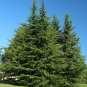 Deodar Cedar Cedrus deodara 10 Seeds