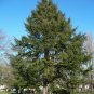Deodar Cedar Cedrus deodara 10 Seeds