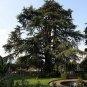 Deodar Cedar Cedrus deodara 10 Seeds