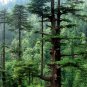 Deodar Cedar Cedrus deodara 10 Seeds