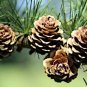 Deodar Cedar Cedrus deodara 10 Seeds