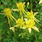 Golden Columbine Aquilegia chrysantha 20 Seeds
