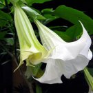 White Angel's Trumpet Brugmansia suaveolens 20 Seeds White Angel's Trumpet Brugmansia suaveolens 20 Seeds