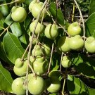 Chinese Soapberry Sapindus mukorossi 10 Seeds Chinese Soapberry Sapindus mukorossi 10 Seeds