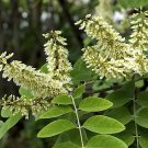 Amur Maackia 20 Seeds Maackia amurensis Amur Maackia 20 Seeds Maackia amurensis