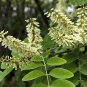 Amur Maackia 20 Seeds Maackia amurensis