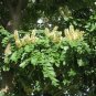 Amur Maackia 20 Seeds Maackia amurensis