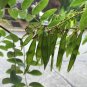 Amur Maackia 20 Seeds Maackia amurensis