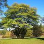 Amur Maackia 20 Seeds Maackia amurensis