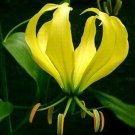 Yellow Gloriosa Lily Gloriosa superba "Lutea' 5 Seeds Yellow Gloriosa Lily Gloriosa superba "Lutea' 5 Seeds