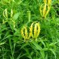 Yellow Gloriosa Lily Gloriosa superba "Lutea' 5 Seeds