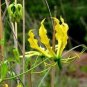 Yellow Gloriosa Lily Gloriosa superba "Lutea' 5 Seeds