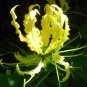 Yellow Gloriosa Lily Gloriosa superba "Lutea' 5 Seeds