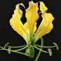 Yellow Gloriosa Lily Gloriosa superba "Lutea' 5 Seeds