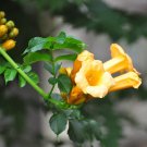 Yellow Trumpet Vine Campsis radicans 10 Seeds Yellow Trumpet Vine Campsis radicans 10 Seeds