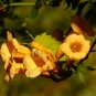 Yellow Trumpet Vine Campsis radicans 10 Seeds