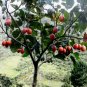 Tamarillo 10 Seeds Tree Tomato Cyphomandra betacea