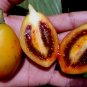 Tamarillo 10 Seeds Tree Tomato Cyphomandra betacea