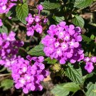 Purple Lantana Lantana montevidensis 10 Seeds