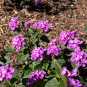 Purple Lantana Lantana montevidensis 10 Seeds