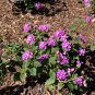 Purple Lantana Lantana montevidensis 10 Seeds