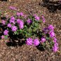 Purple Lantana Lantana montevidensis 10 Seeds