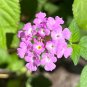 Purple Lantana Lantana montevidensis 10 Seeds