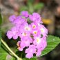 Purple Lantana Lantana montevidensis 10 Seeds