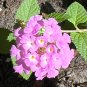 Purple Lantana Lantana montevidensis 10 Seeds
