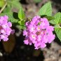 Purple Lantana Lantana montevidensis 10 Seeds