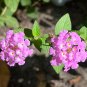 Purple Lantana Lantana montevidensis 10 Seeds