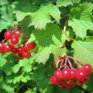 Guelder Rose Viburnum opulus 100 Seeds Guelder Rose Viburnum opulus 100 Seeds