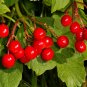Guelder Rose Viburnum opulus 100 Seeds