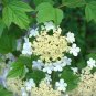Guelder Rose Viburnum opulus 100 Seeds