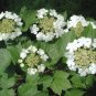 Guelder Rose Viburnum opulus 100 Seeds