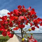 Royal Poinciana Delonix regia 10 Seeds Royal Poinciana Delonix regia 10 Seeds