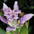 Toad Lily Trichyrtis hirta 10 Seeds Toad Lily Trichyrtis hirta 10 Seeds