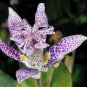 Toad Lily Trichyrtis hirta 10 Seeds