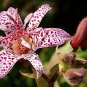 Toad Lily Trichyrtis hirta 10 Seeds