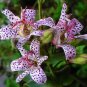Toad Lily Trichyrtis hirta 10 Seeds
