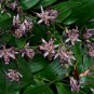 Toad Lily Trichyrtis hirta 10 Seeds